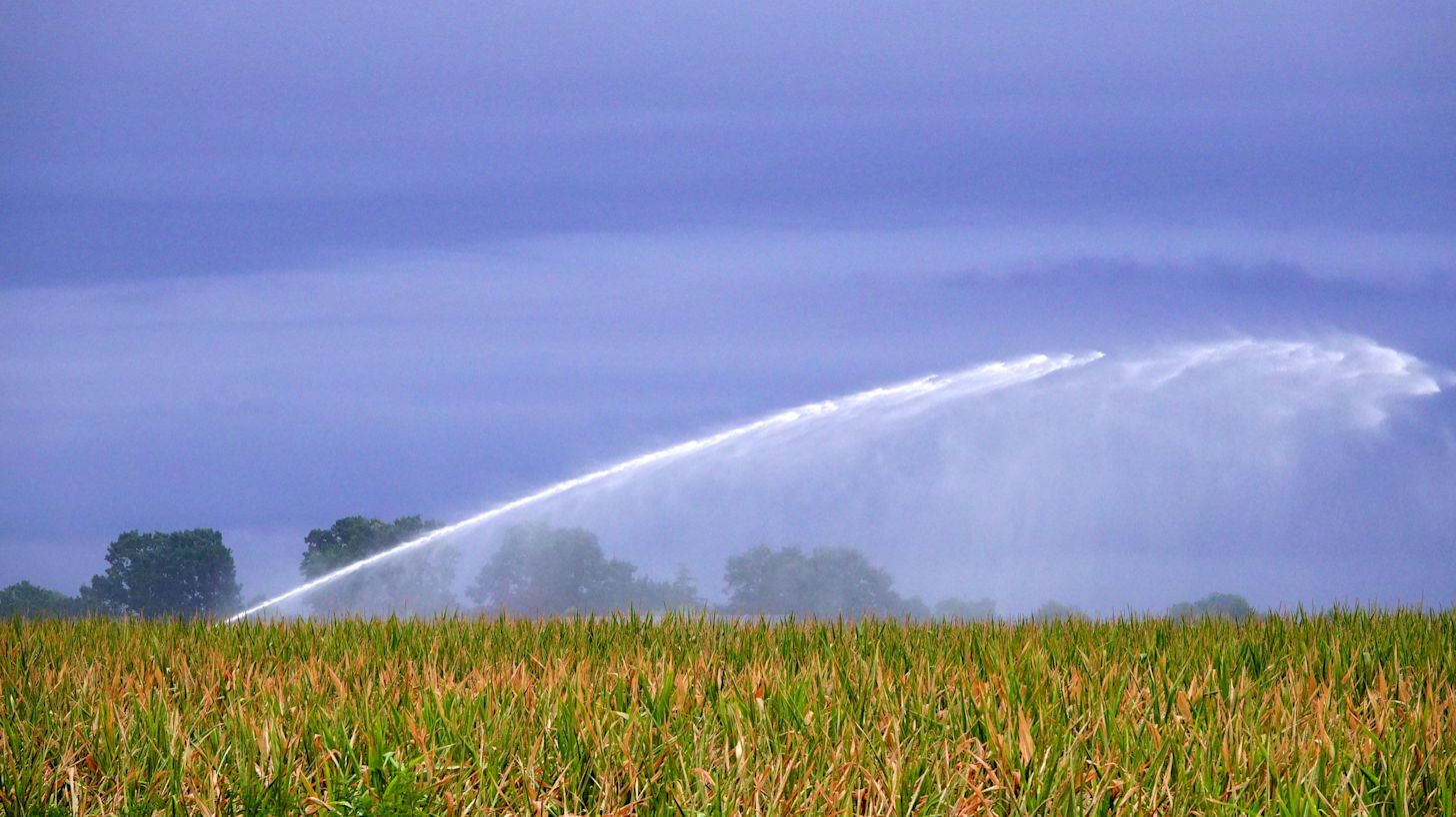 Droge gewassen worden gesproeid met extra hulp van de regen. Foto: Ben Saanen