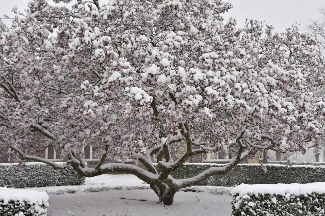 Bloeiende magnolia in de sneeuw