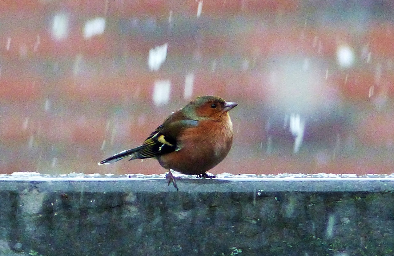 De eerste sneeuwvlokken zijn inmiddels gevallen 