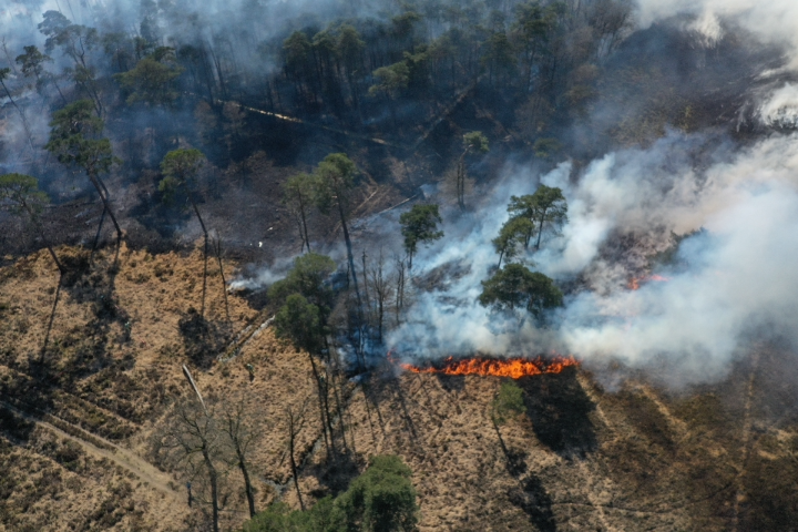 Door een natuurbrand kan een heidegebied juist gezonder terugkomen. Foto: Pieter Ketting