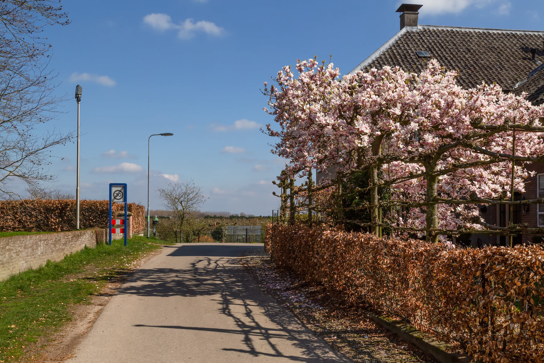 Beukenhaag en magnolia in de vroege lente, Erichem (Gelderland). Foto Adobe Stock / Jan van der Wolf