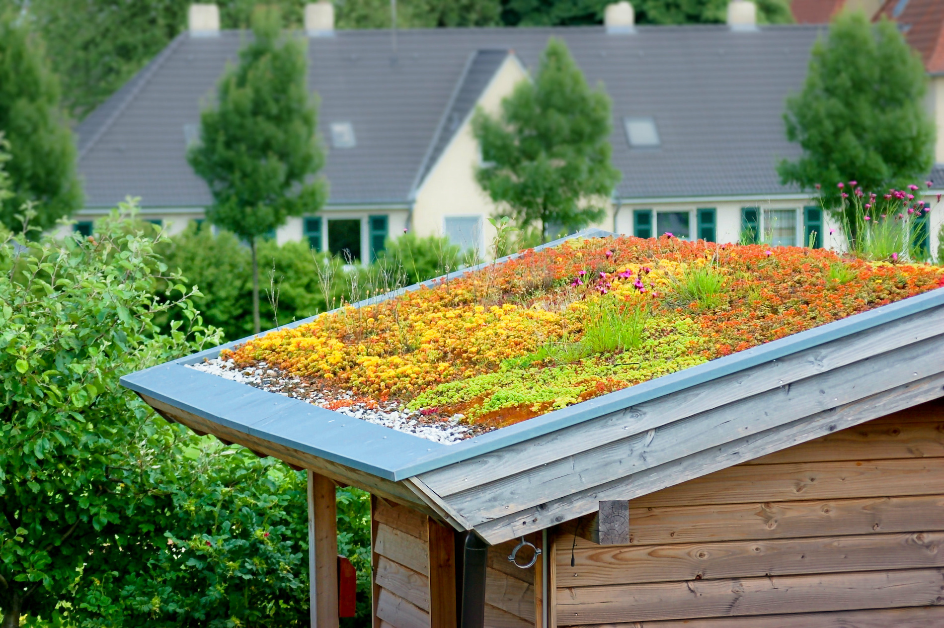 Groen dak op een tuinhuis. Foto: Adobe Stock / Stefan Körber