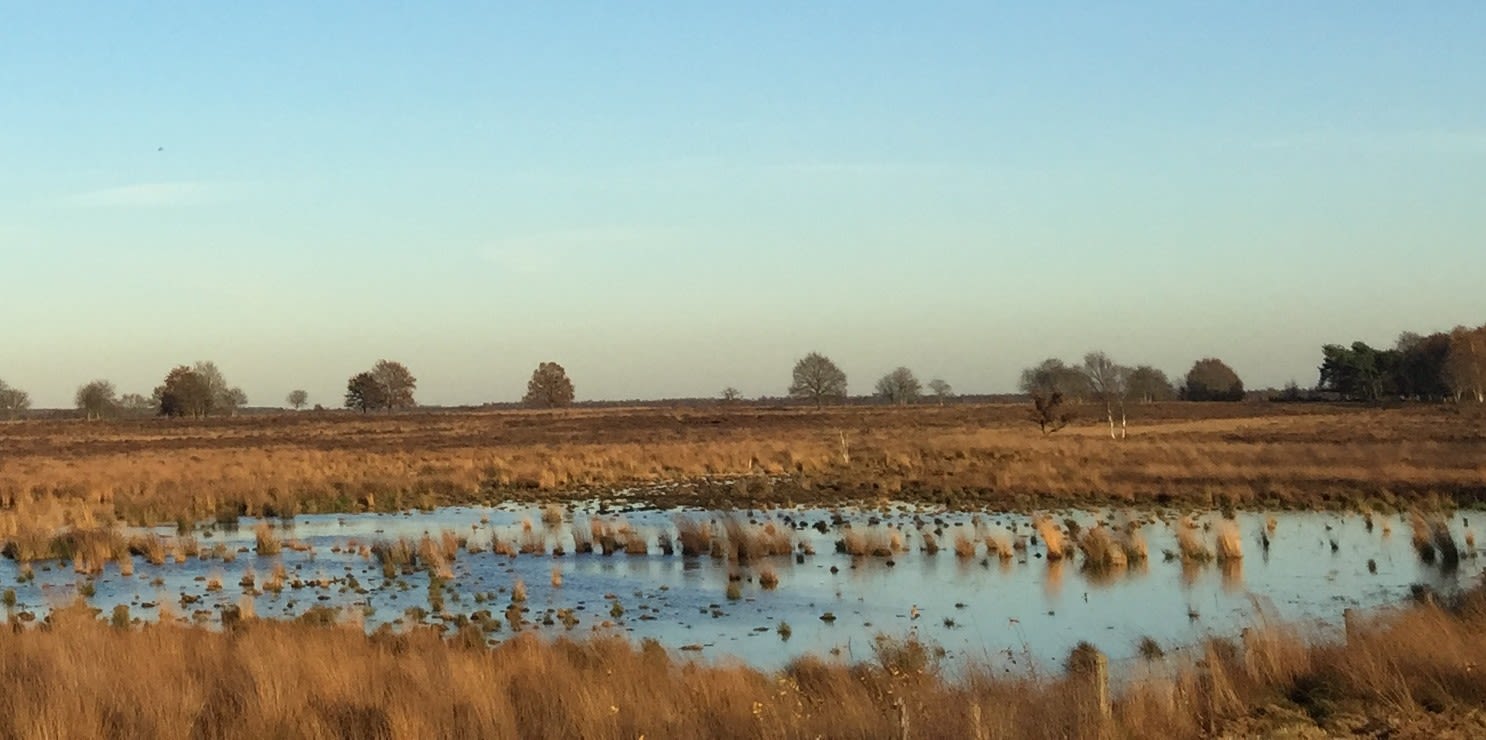 Natte veengronden in Drenthe. Foto door: Stieneke Westra
