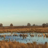 Dit is het effect van droogte op veengebieden in Nederland