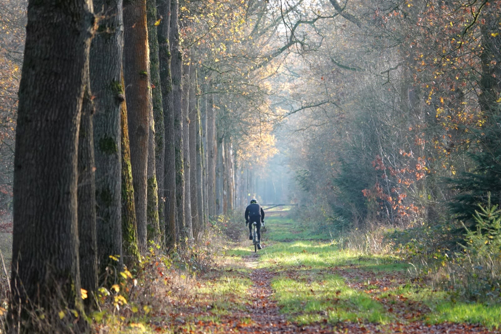 In de tweede helft van de nieuwe week wordt het goed weer voor een ritje in het bos. Foto: Marlies Veugelers