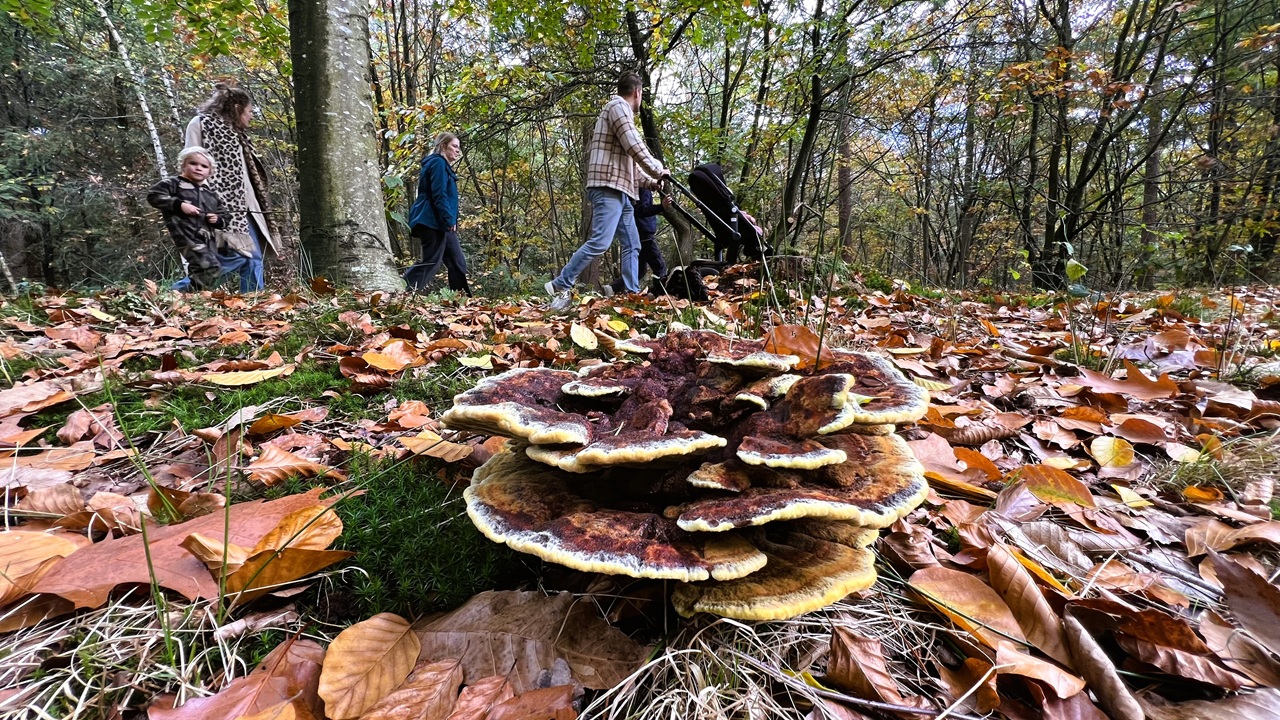 Weerbericht herfstvakantie: duidelijk lagere temperaturen