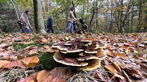 Weerbericht herfstvakantie: duidelijk lagere temperaturen
