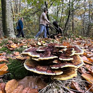Weerbericht herfstvakantie: duidelijk lagere temperaturen