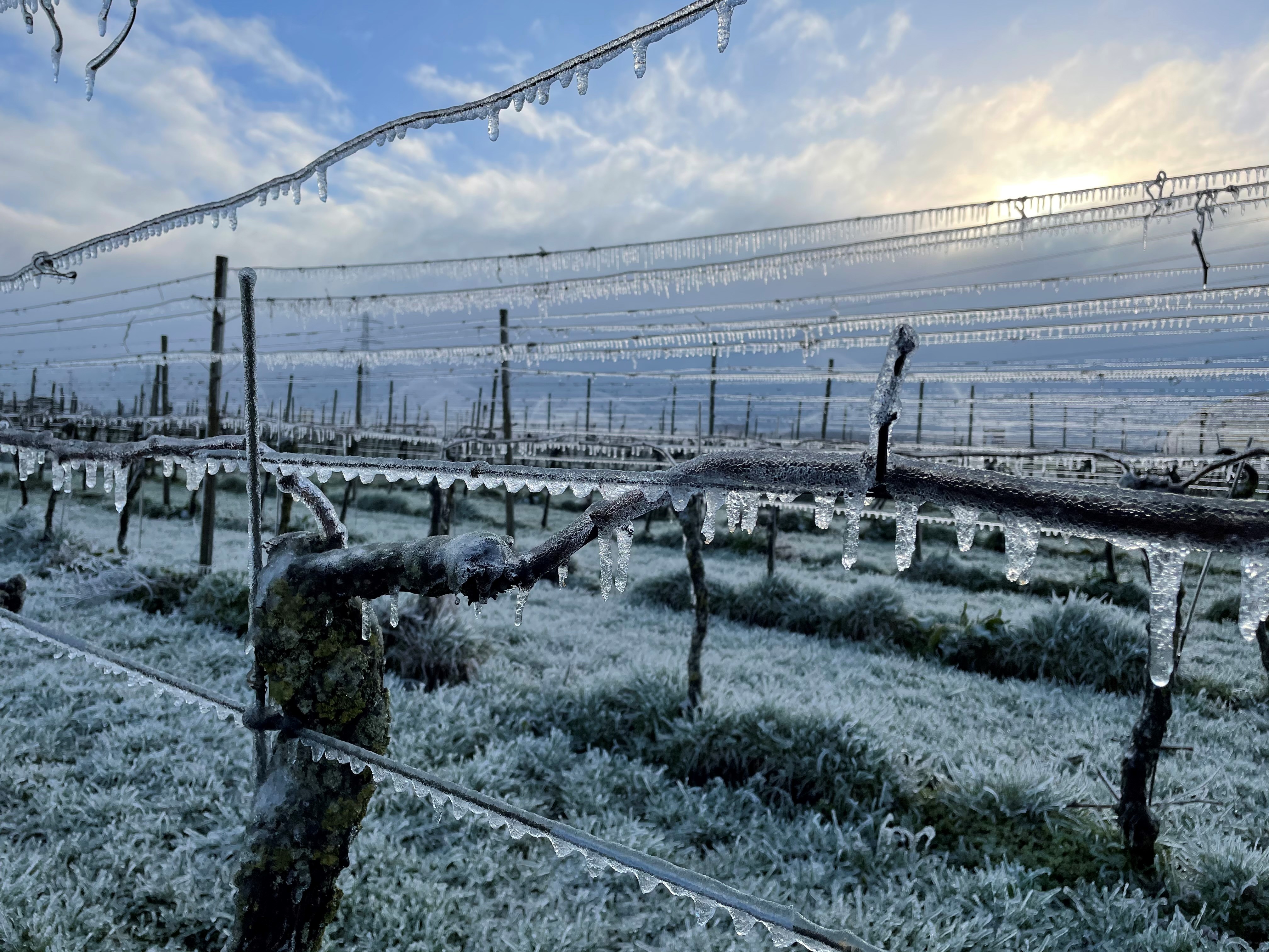 IJs aan wijnranken en fruitbomen tijdens koude ochtend in april