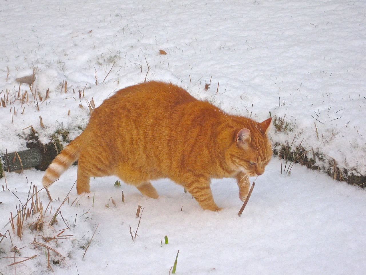 Kat in de sneeuw. Foto: Elly van Niekerk