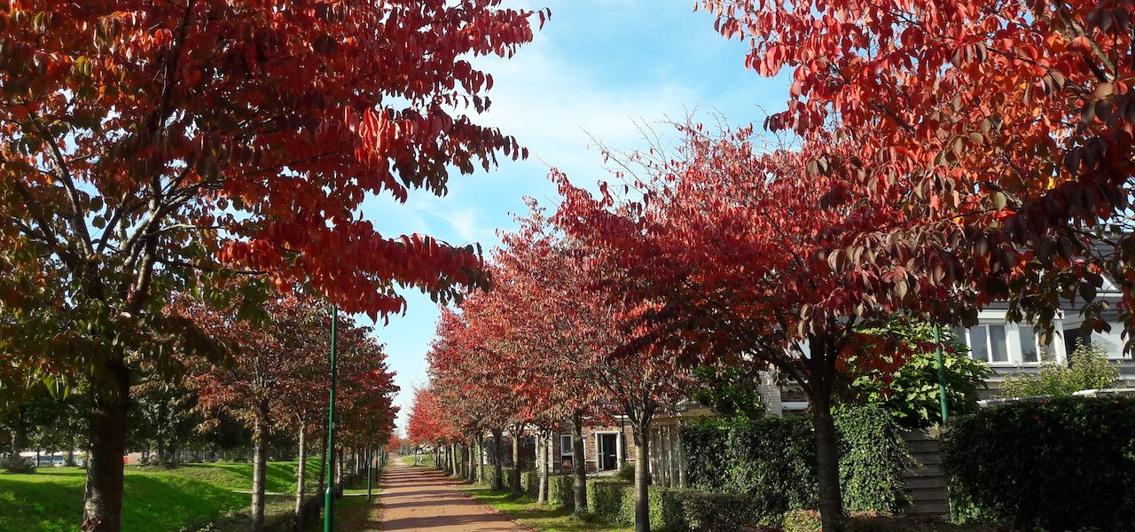 Herfstkleuren in oktober. Foto: Johnny Willemsen
