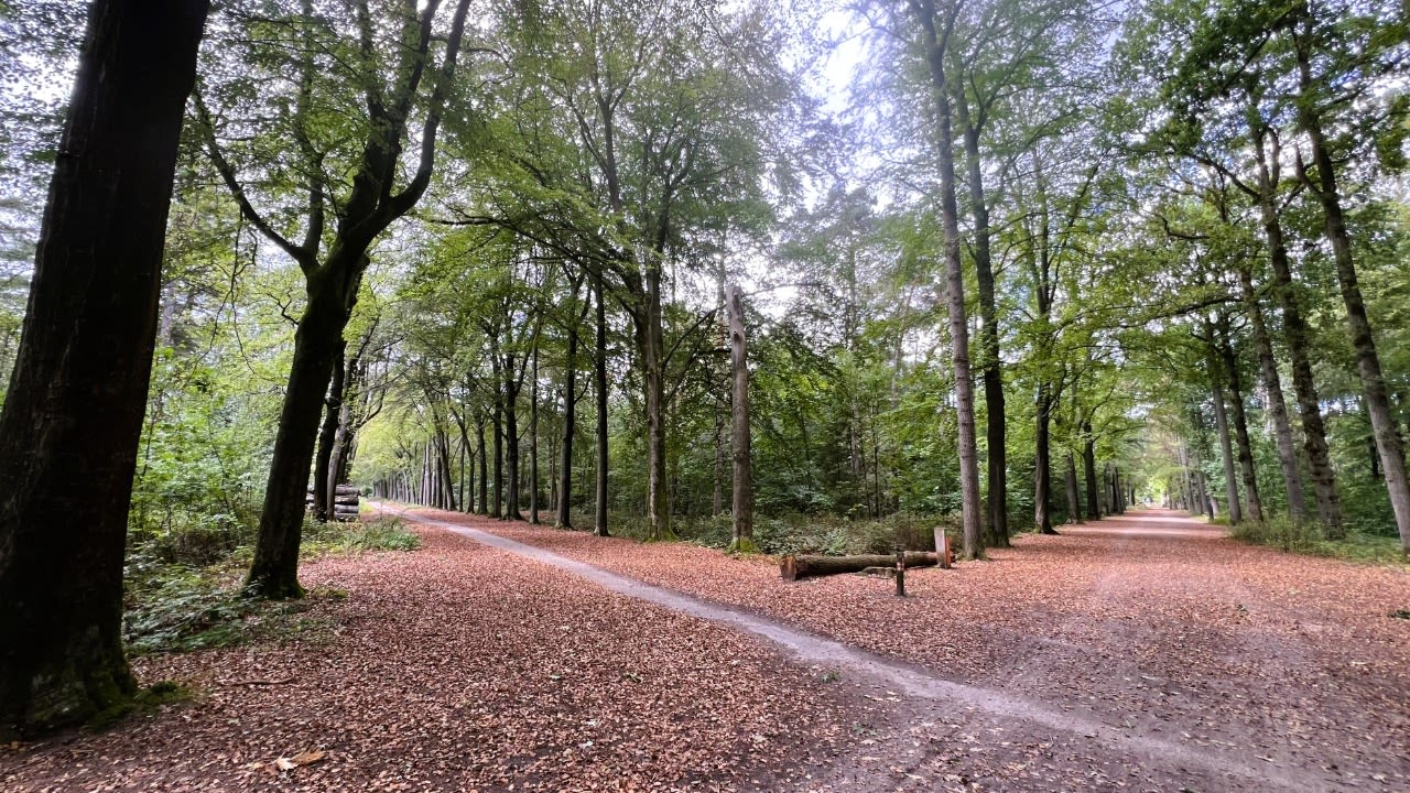 Om water te besparen laten bomen hun bladeren eerder los en zijn de herfstkleuren vroeg dit jaar. Foto: Henk Voermans