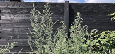 Nuisances de pollen pendant les vacances d'été à cause du séneçon