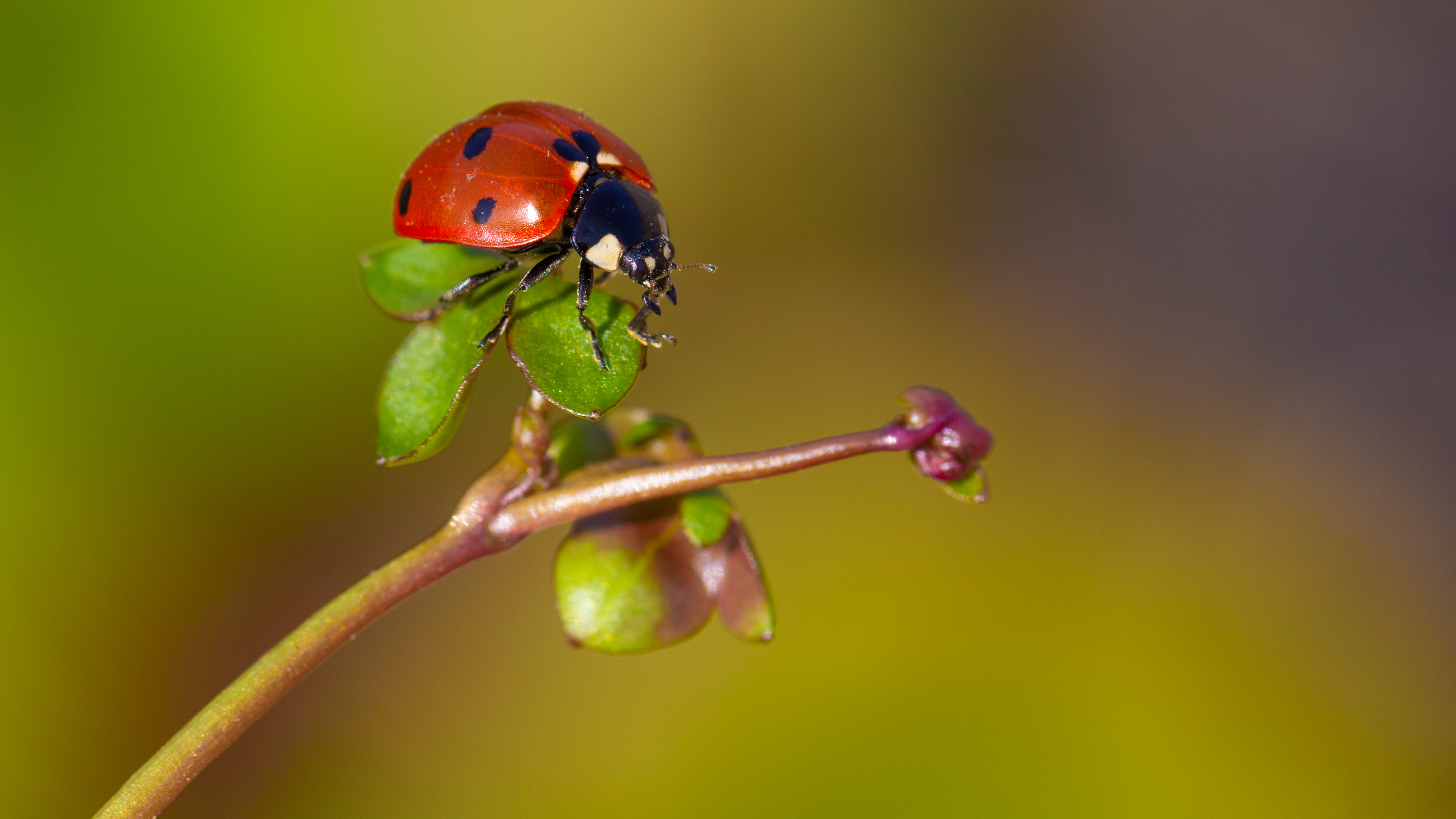 Foto: Ab Donker