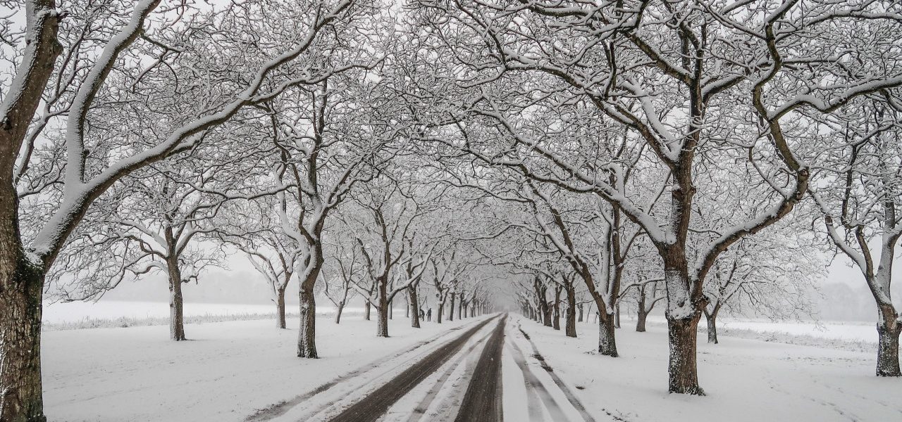 Ab-Donker-sneeuw-op-de-bomen-en-de-weg-het-wordt-steeds-zeldzamer-door-klimaatverandering-1280x600