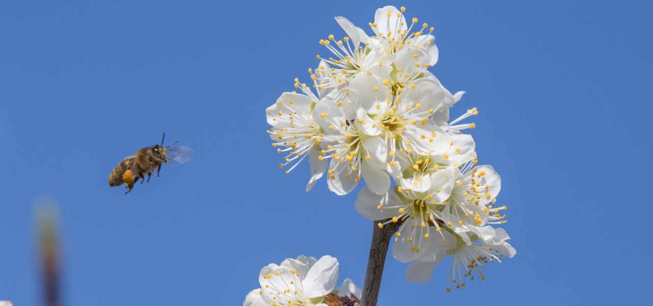 Ab-Donker-bij-gaat-op-bloem-af-blauwe-lucht-op-de-achtergrond-verkleind-1280x600