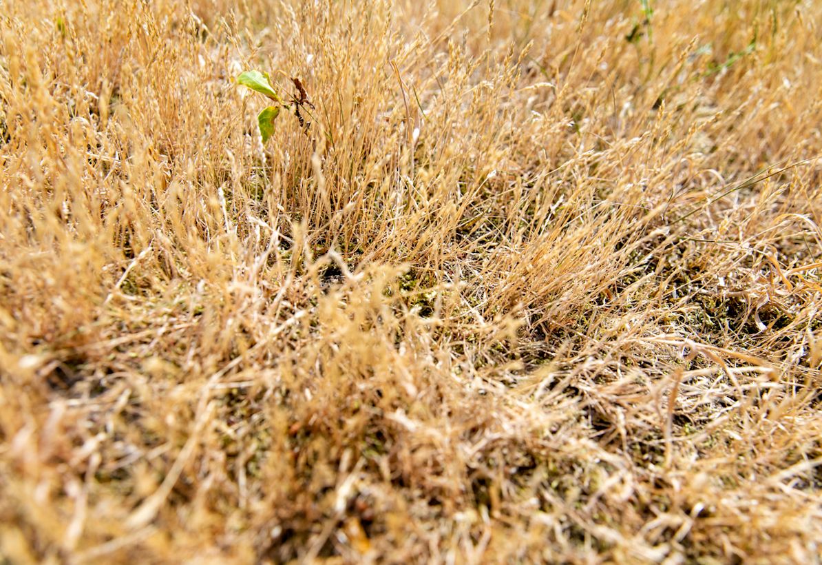 Droogte in Nationaal Park Maasduinen in 2023. Foto: ANP / Koen van Weel