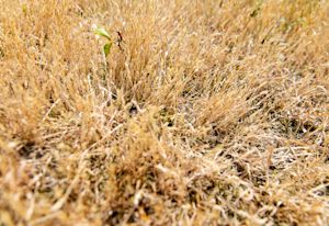 Waterverbod in Limburg en Midden-Brabant uitgebreid om droogte