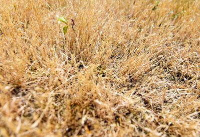 Waterverbod in Limburg en Midden-Brabant uitgebreid om droogte