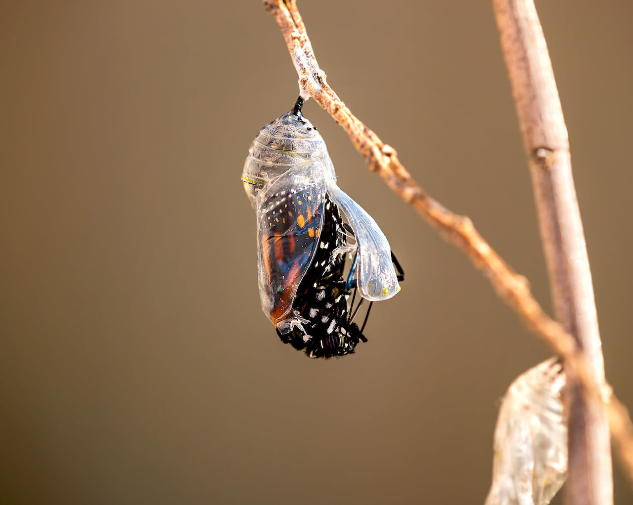 Bij voldoende warmte en zonneschijn breekt de vlinder uit de cocon. Foto: Adobe Stock / leekris
