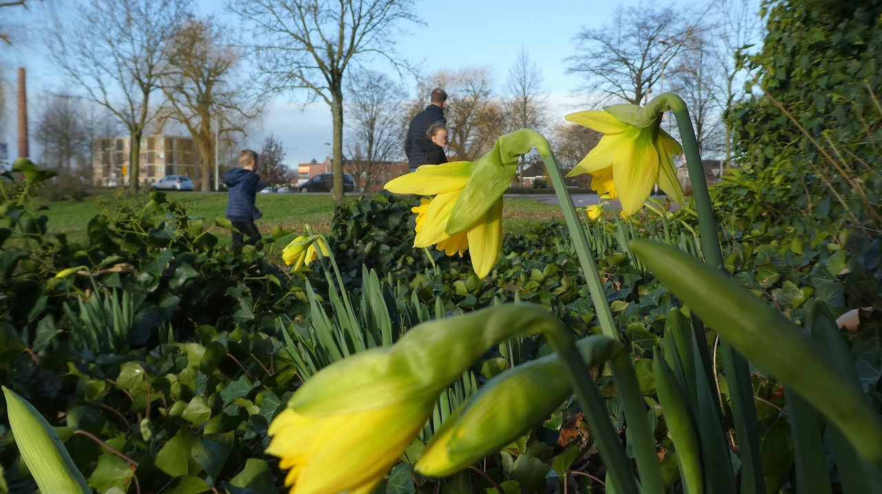 Bloeiende narcissen door zeer zachte januari. Foto: Willy Bonnink-Naves