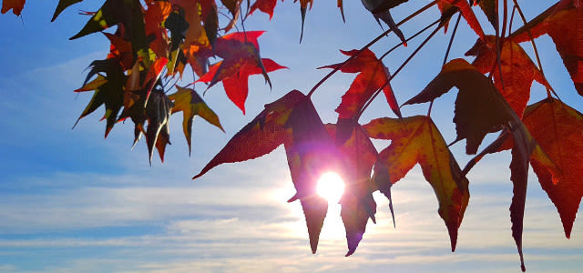 Warm-herfstweer-rode-bladeren-e1541502019827