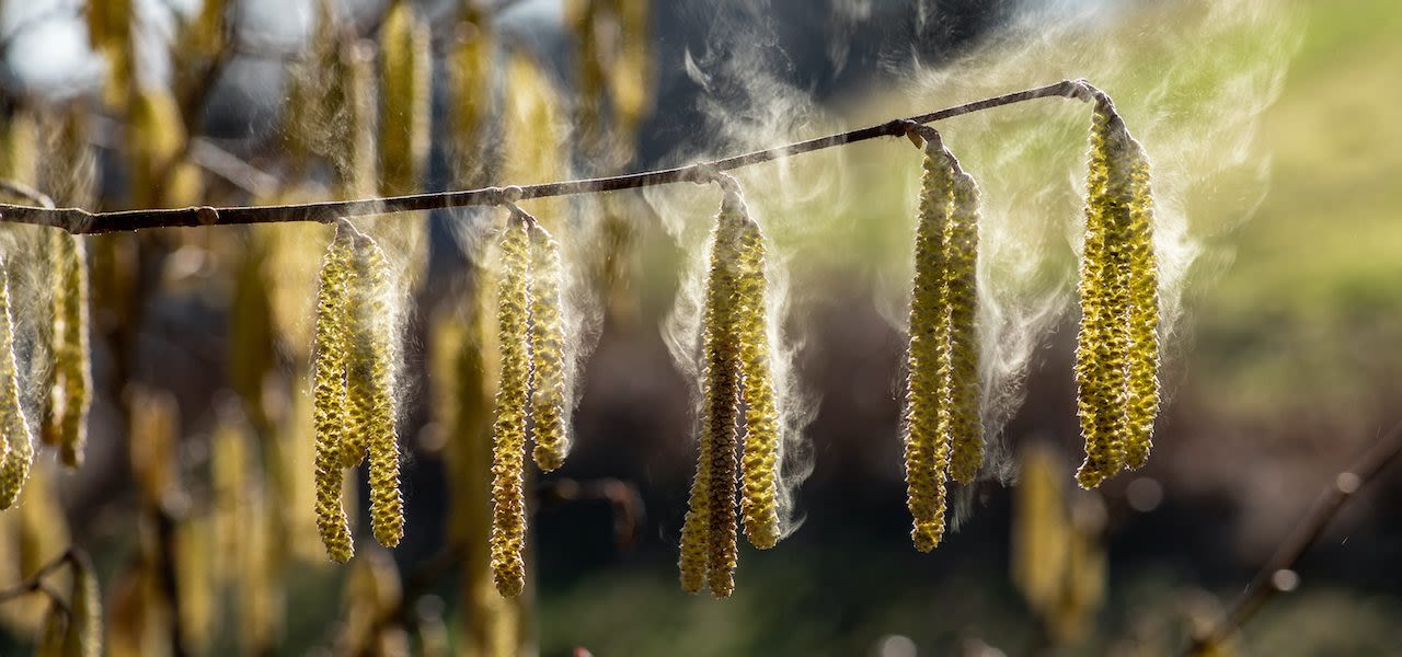 Bloeiende hazelaar. Foto: AdobeStock / Jürgen Kottmann.