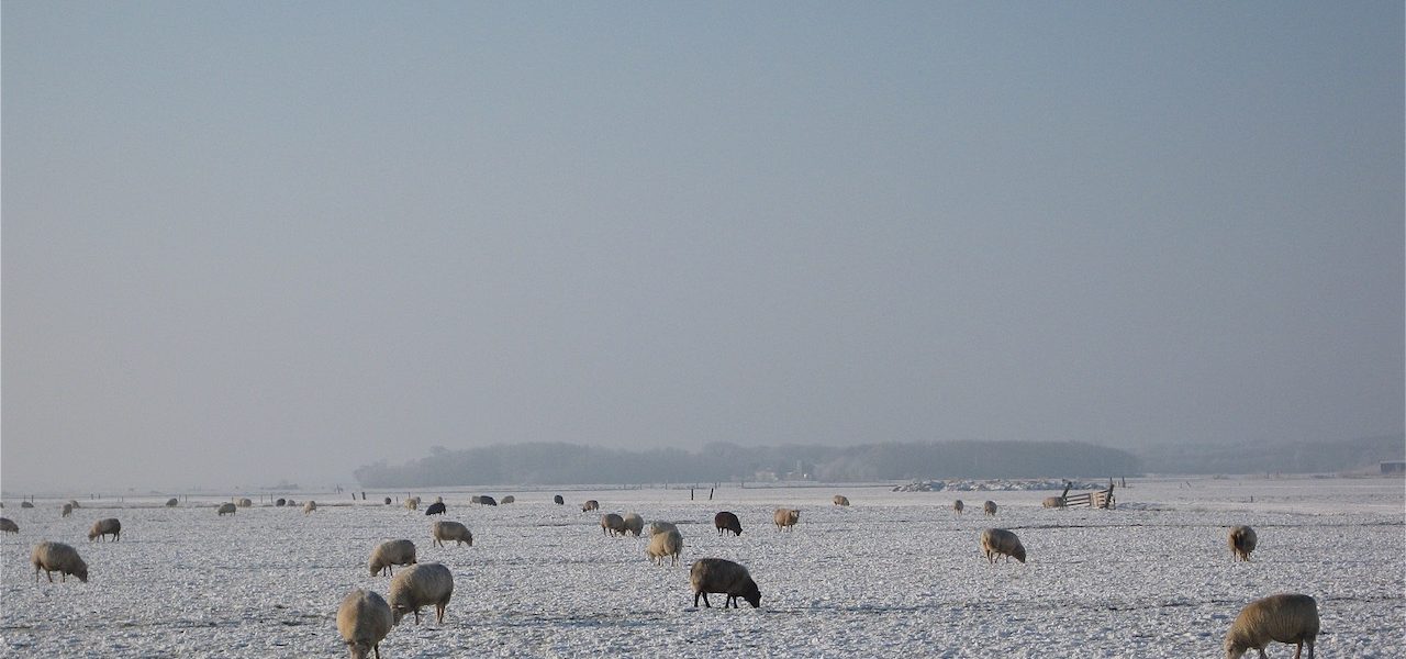 Waarom is het lichter als er sneeuw ligt?