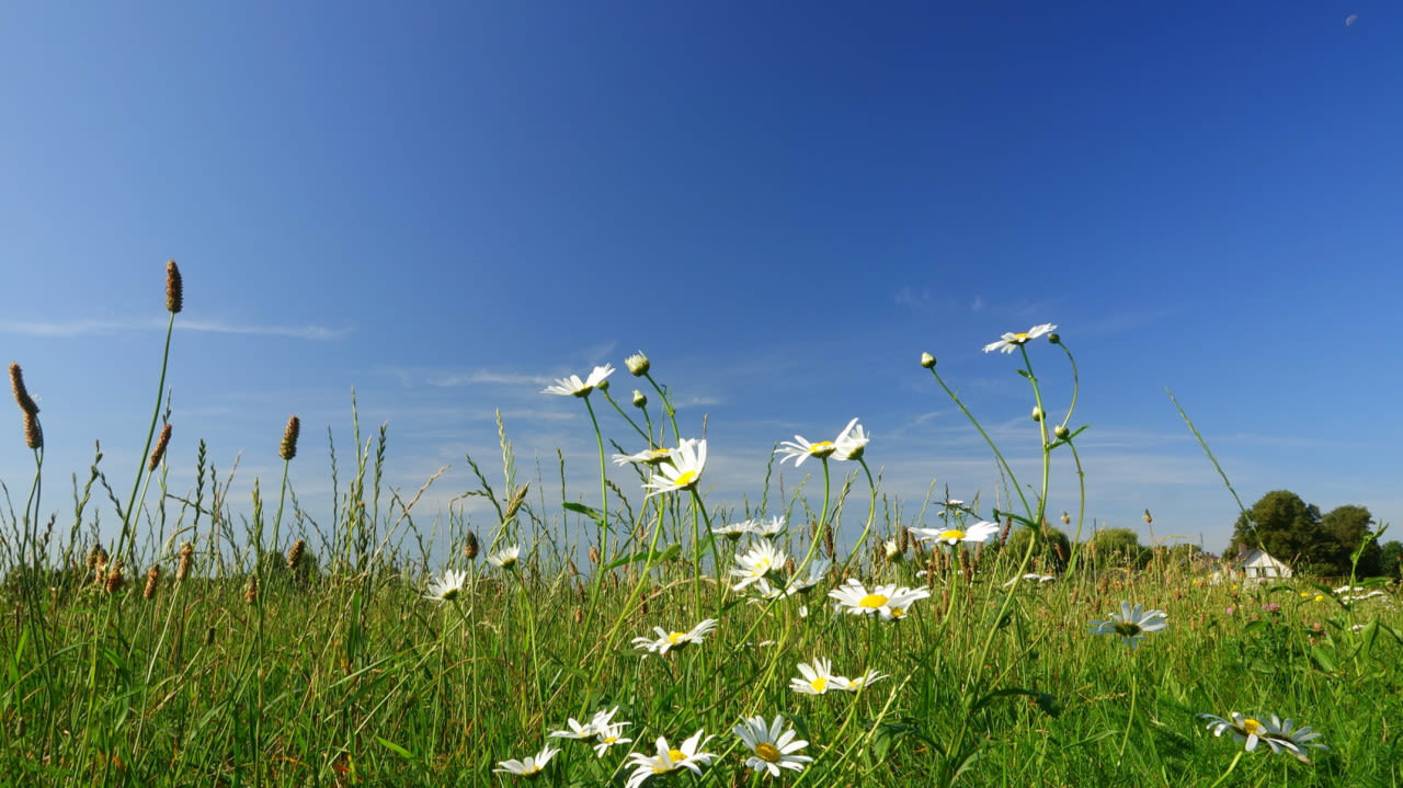 Zonnig-en-heet-zomerweer-met-bloemen