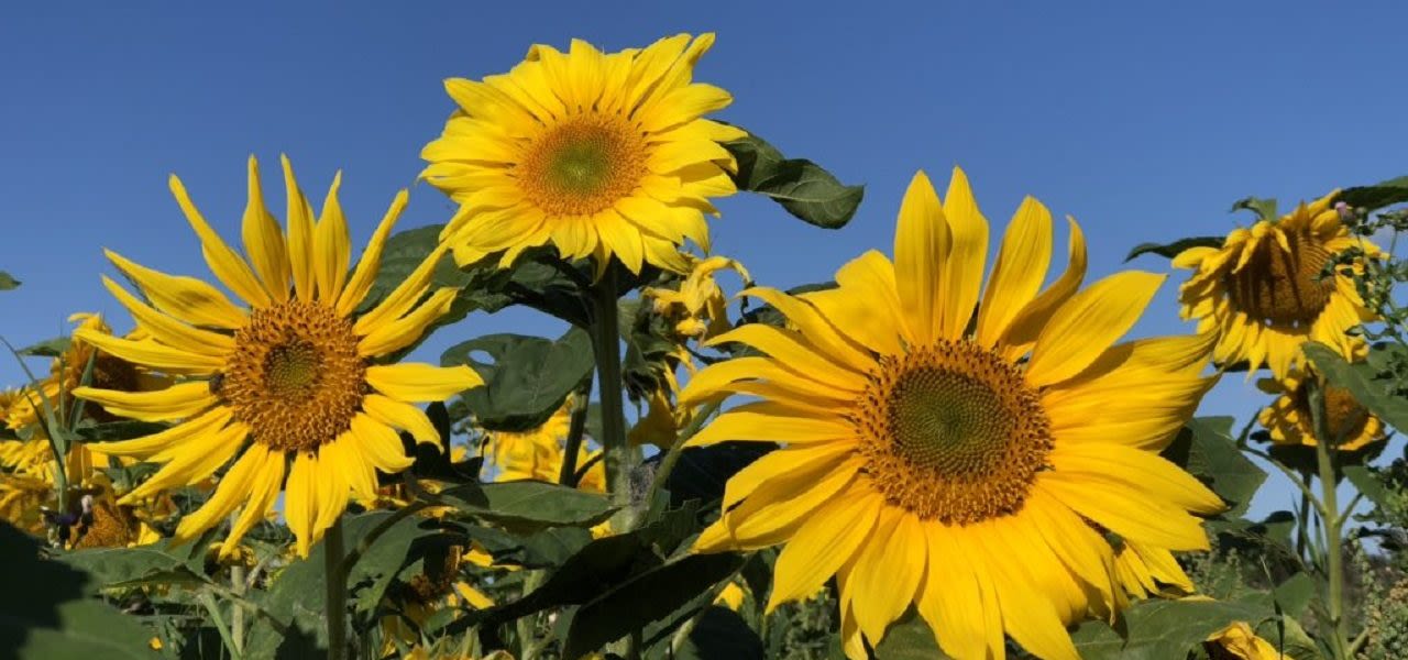 b1b9ad7c-weerfotohittegolf-1280x600