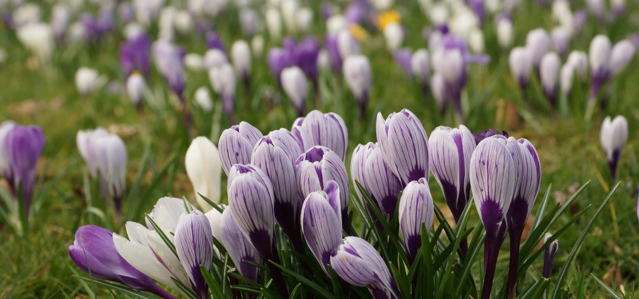 Krokus-in-de-winter-1280x600