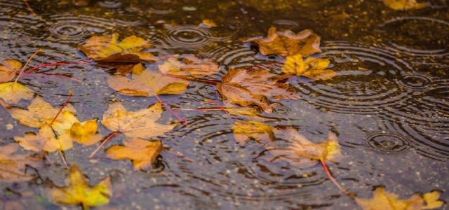 Ab-Donker-bladeren-in-de-regen-e1572518048327