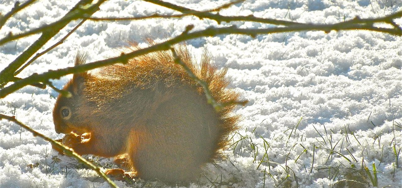90a92f96-weerfotodieren-1280x600