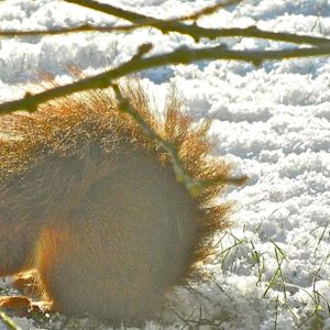 Tips om dieren de winter door te helpen