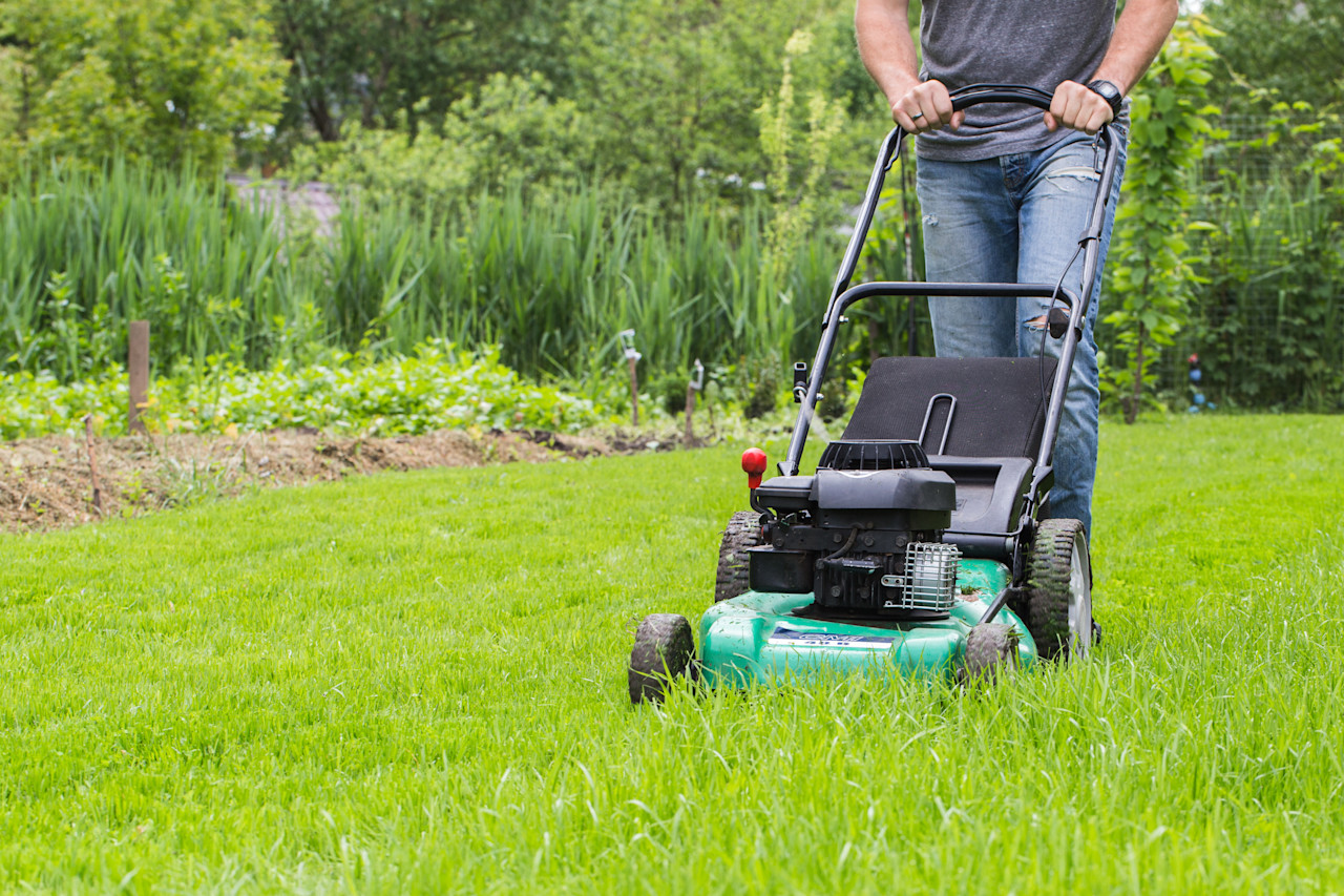 Grasmaaier. Foto: Adobe Stock / Olllinka2.