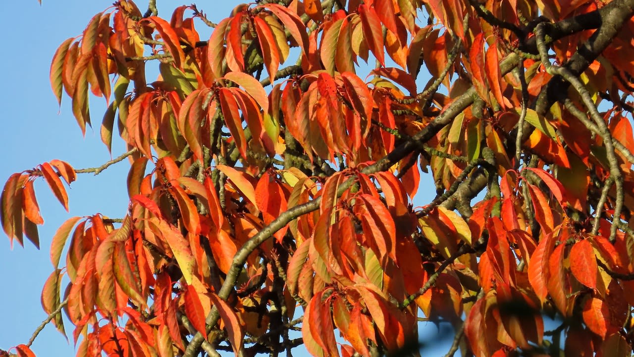 Rode kleuren van de sierkers in de herfst. Foto: Margreet van Vianen.