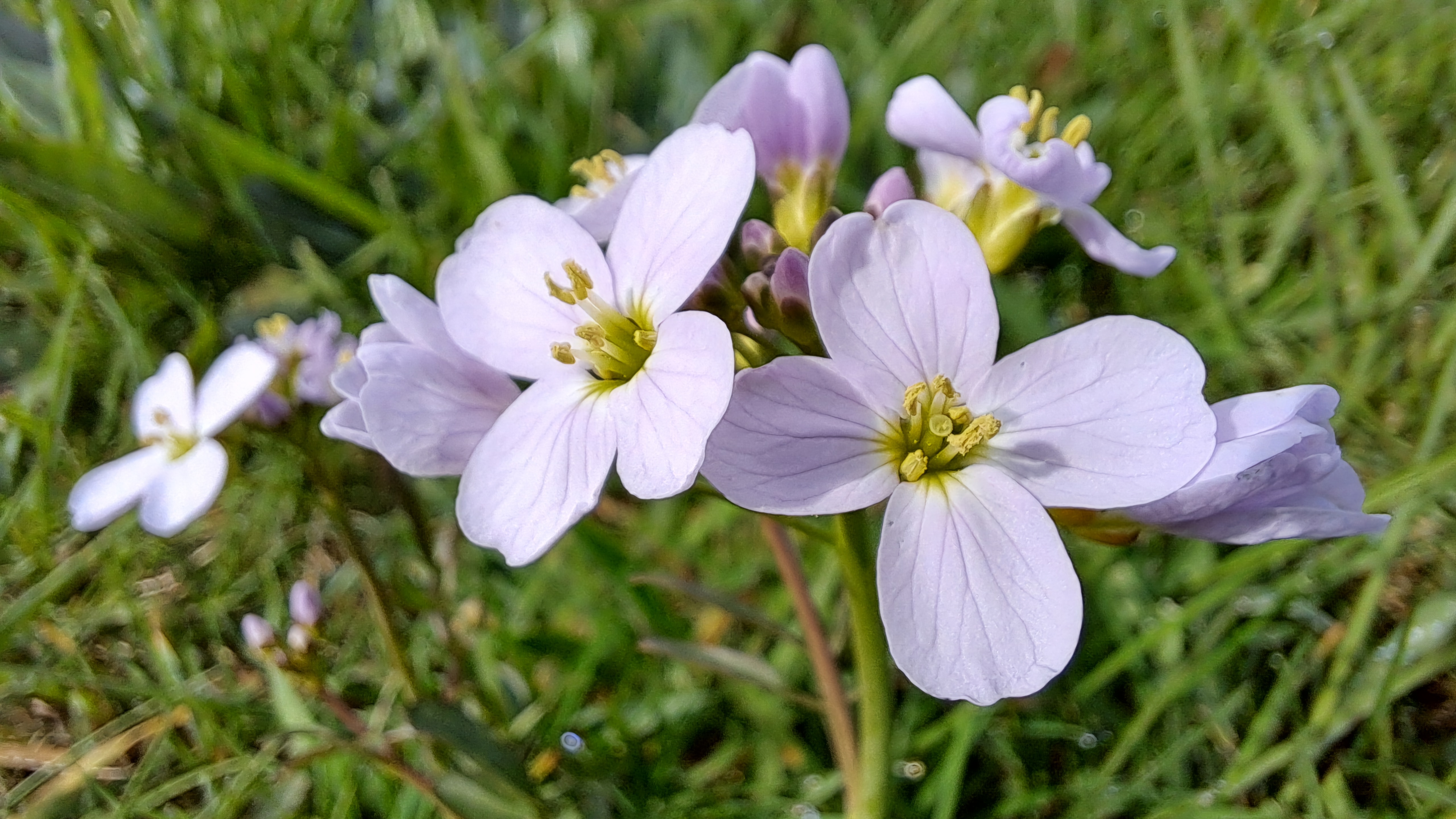 Pinksterbloem. Regina Vastenhout