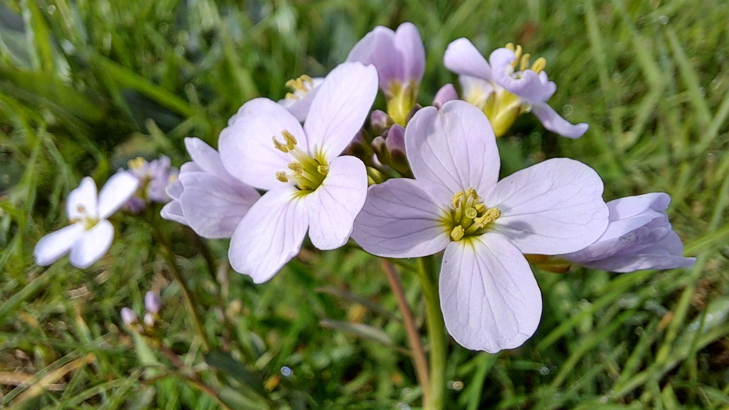 Pinksterbloem. Regina Vastenhout