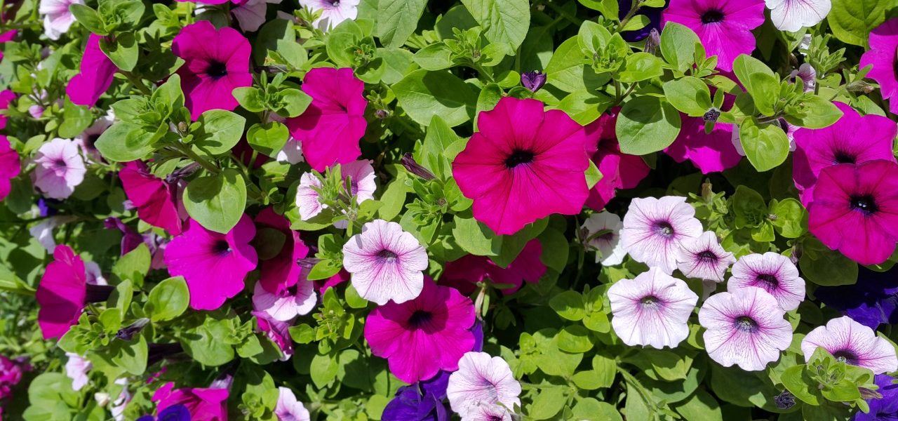 Zomerplantjes-beschermen-tegen-vorst-1280x600