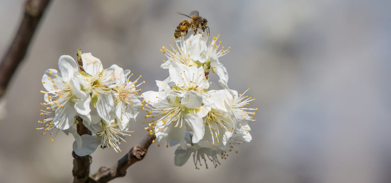 Ab-Donker-bij-op-bloem-op-warmste-8-april-ooit-gemeten-in-De-Bilt-1280x600