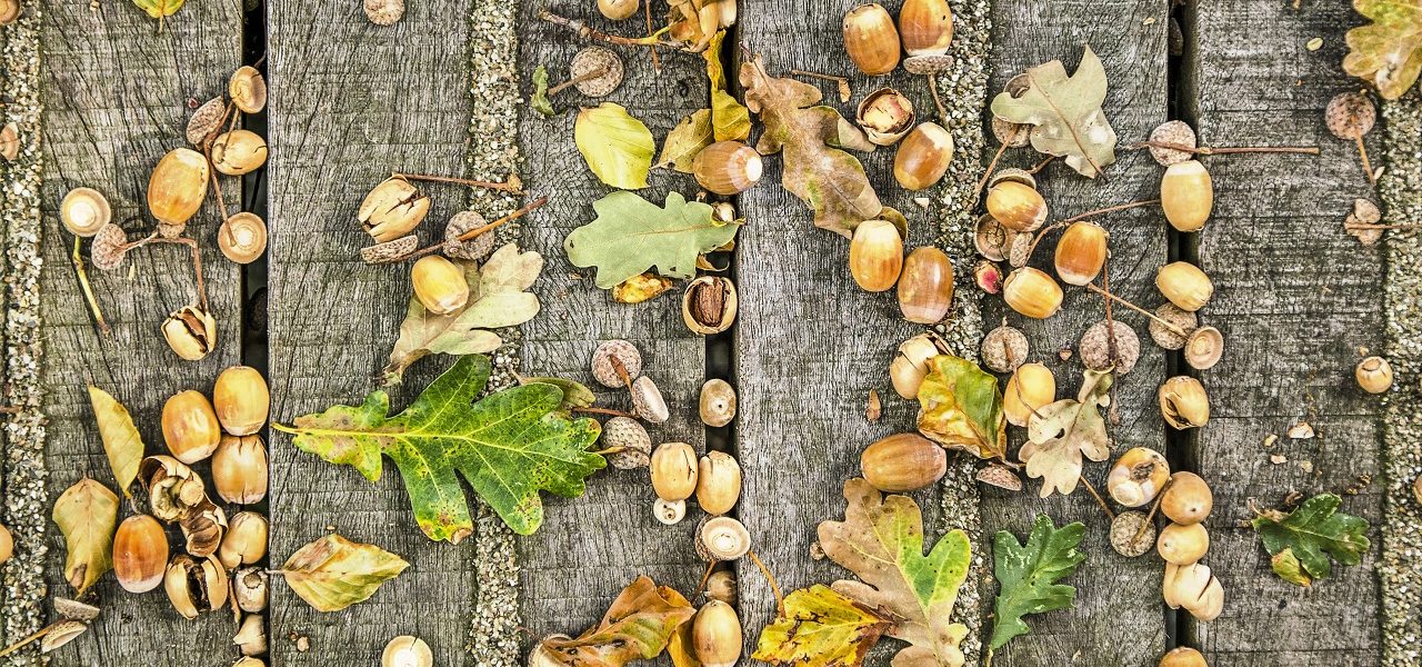Eikeltjes. Foto: Adobe Stock / Frans