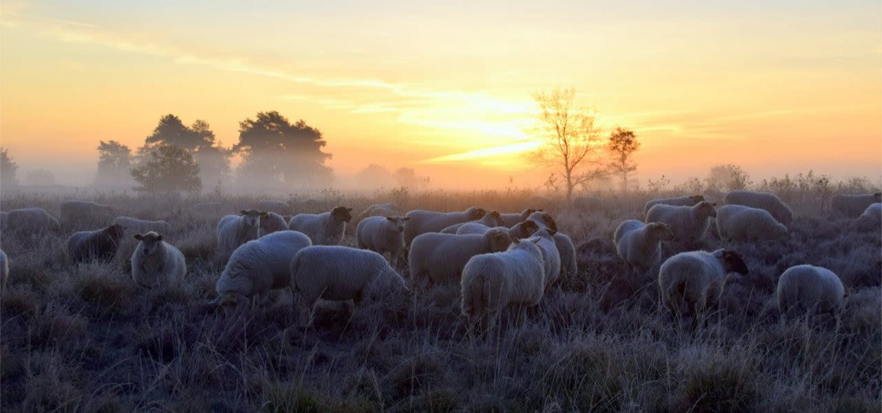 Ben-Saanen-schapen-in-september-kou-vergroot-1280x600