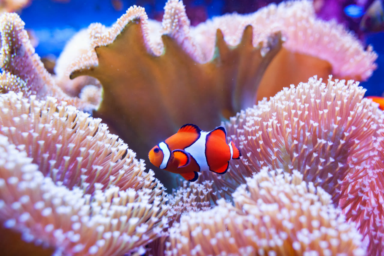 Adobe-clownfish-nemo-in-koraalrif