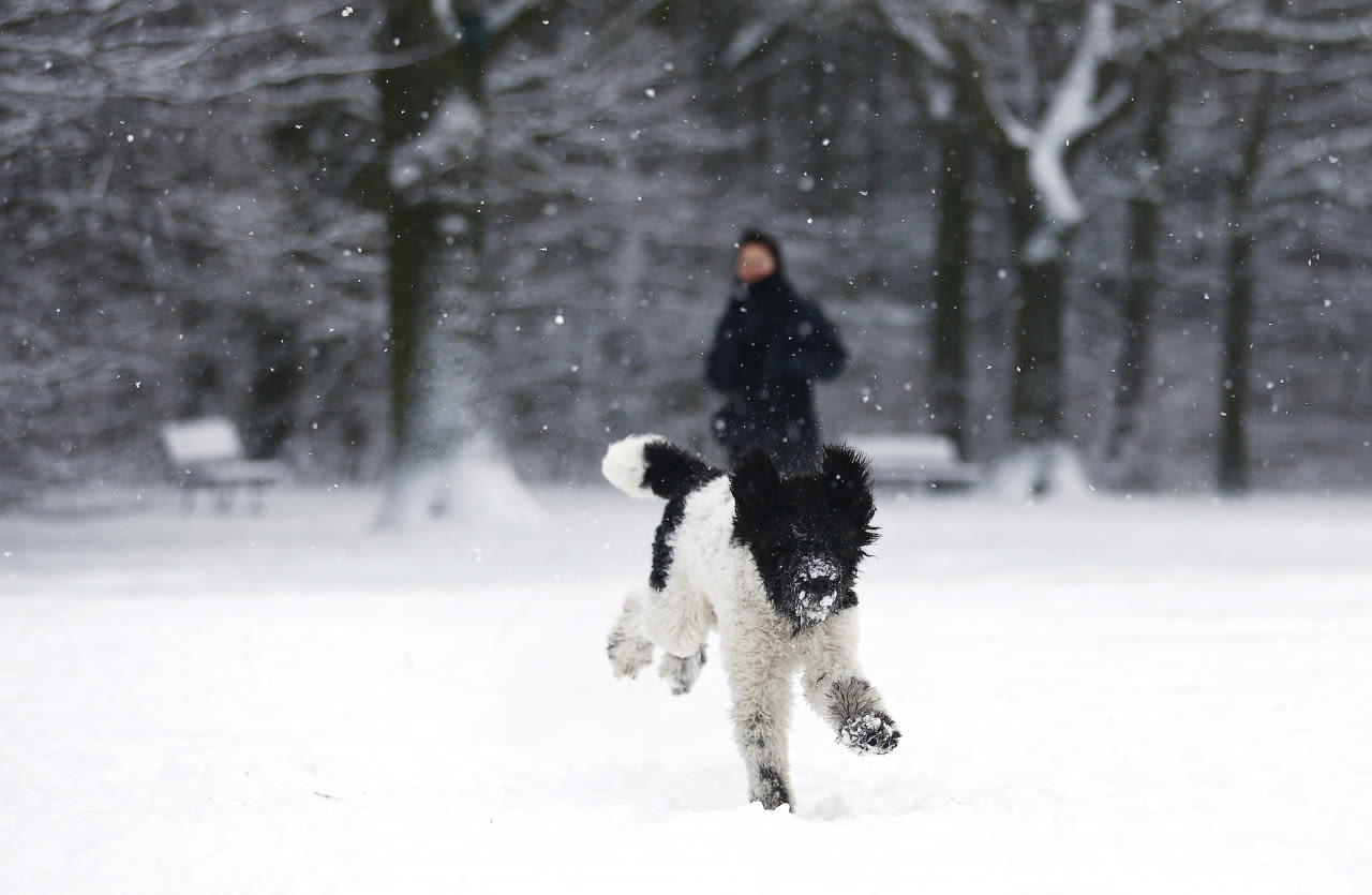 ANP-hond-speelt-in-de-sneeuw