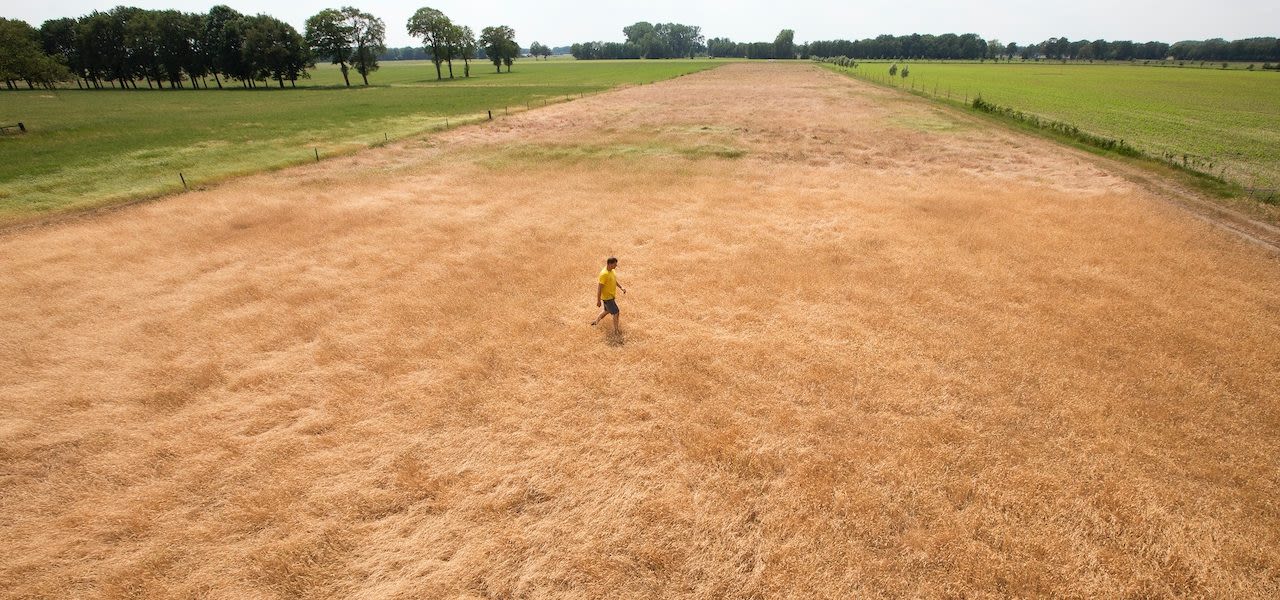 droogte-holten-juni2020-anp-1280x600
