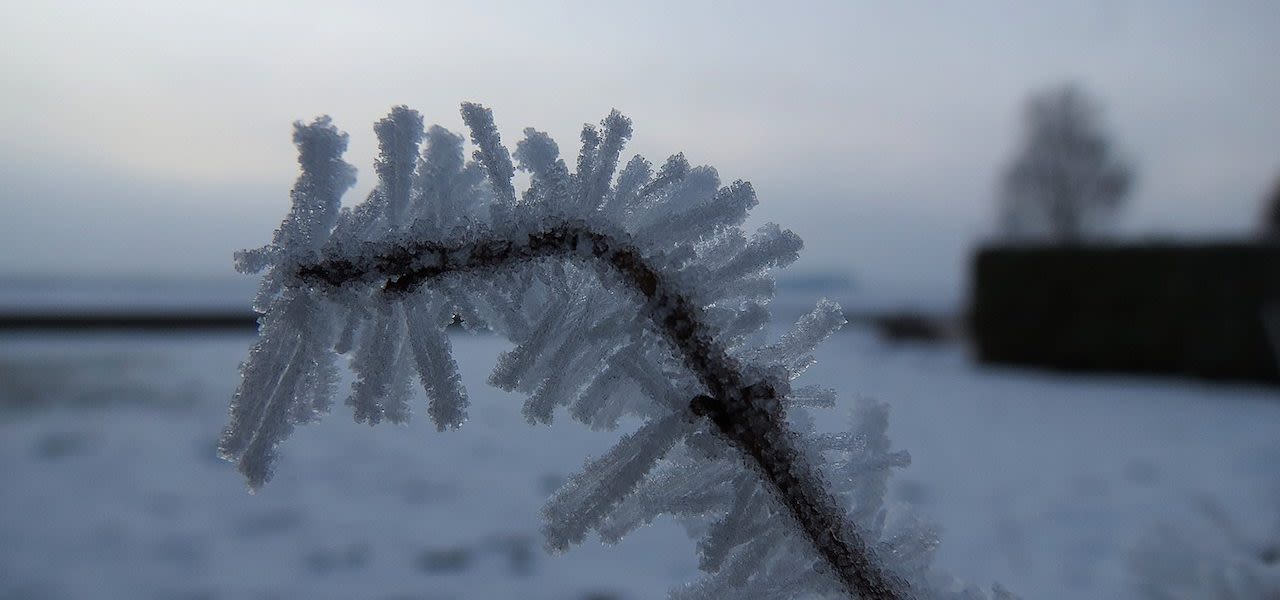 Strenge vorst. Foto: Jannes Wiersema