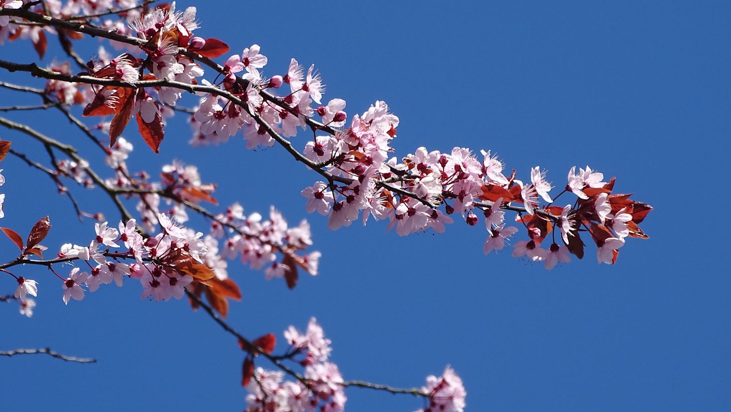 Roze bloesem in bloei boven een strakblauwe lucht in de lente. Foto: Fati Daut
