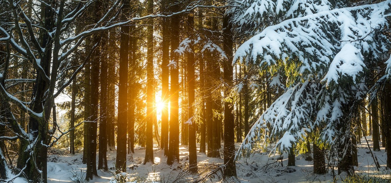 Sneeuw in de Ardennen. Foto: Adobe Stock / caputolaurent