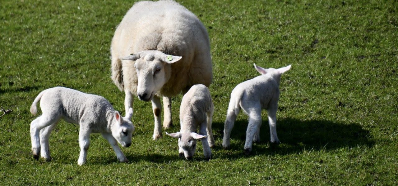 Lente in maart. Foto: Jolanda Bakker