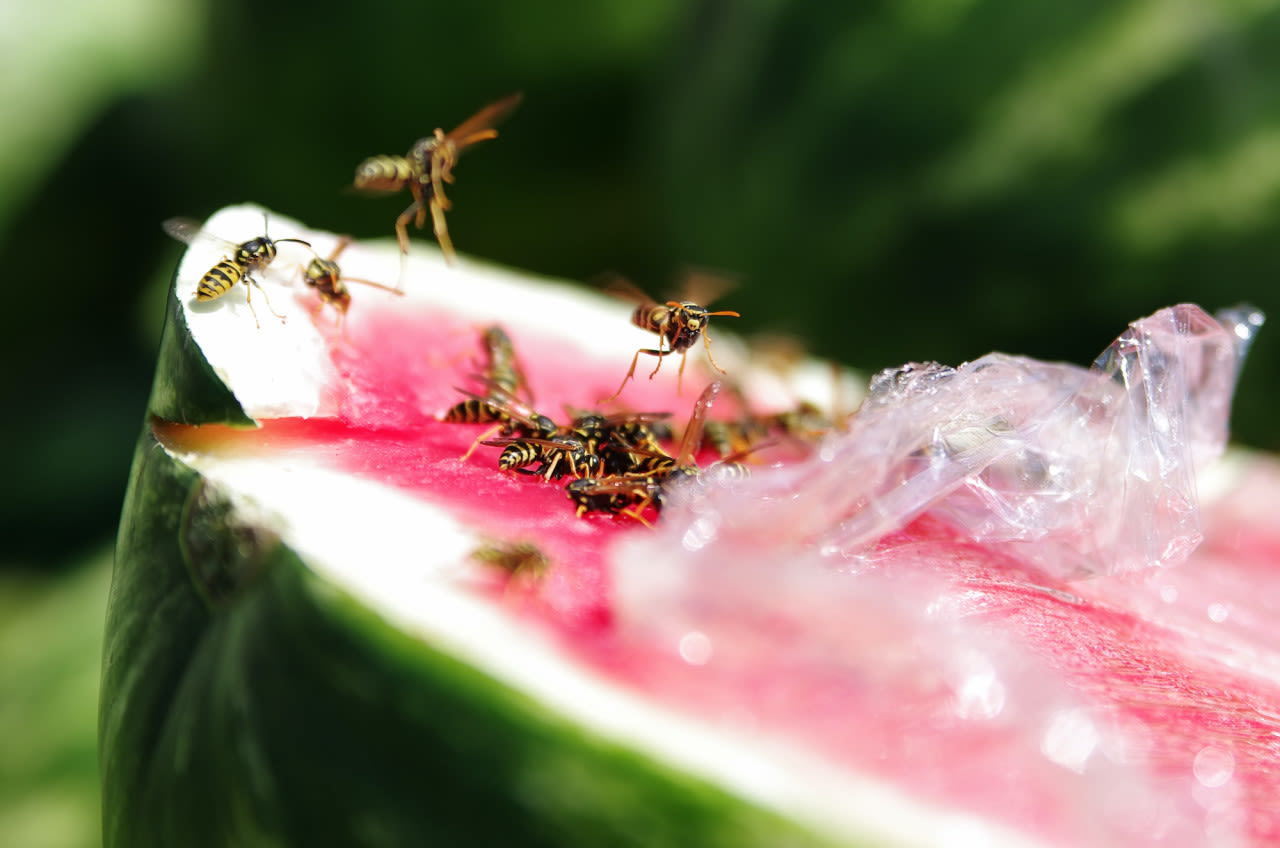 Wespen smullen van een watermeloen. Foto: Adobe Stock / Stepan